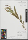 Foto von Salix alba L.